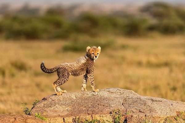 Africa-Tanzania-Serengeti National Park Baby cheetah on boulder